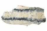 Mammoth Molar Slice with Case - South Carolina #230954-1